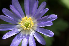impressively beautiful blue Flower