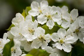 white Cherry Blossom Flowers