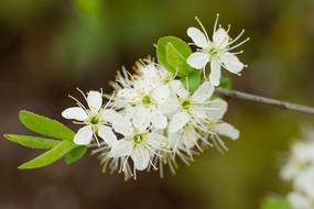 Beautiful, blossoming white flowers with green leaves