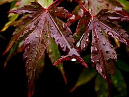 wet japanese maple leaves