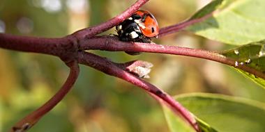 ladybug on a spring branch close-up in a blurred background