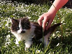Kitten Black White