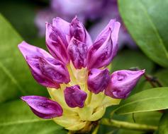 Rhododendron Purple Buds in garden