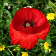Poppy and yellow Blossom