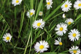 Daisy Garden Meadow green close-up on blurred background