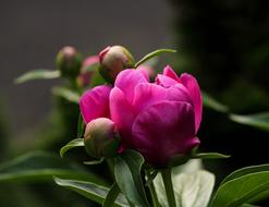 Peony Bud Pink Flower