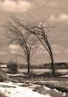 Trees Wind Winter