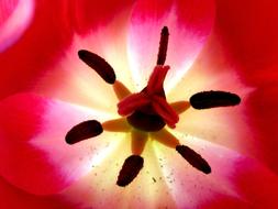 incredibly beautiful Tulip Inside