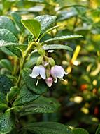 absolutely beautiful Cranberries Flower
