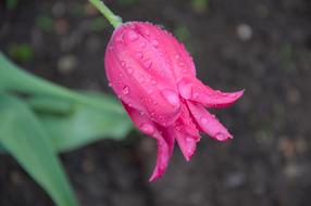 Pain Drops On Pink Tulip