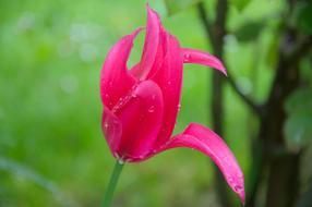 spring pink tulip in the rain on blurred background