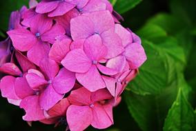 magnificent Hydrangea Ornamental