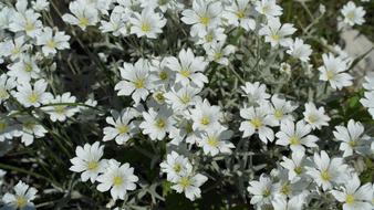 Snow-in-summer, ravishing White Flowers