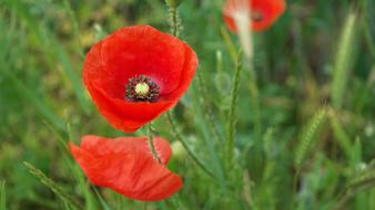Poppy Red flower in Spring