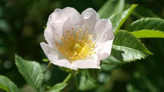 impressively beautiful Wild Rose Flower
