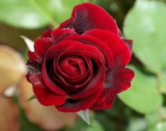perfect red Rose Flower