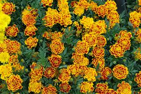 ravishing Marigold Flower