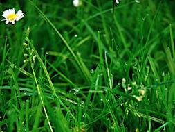 Dews on Grass Green
