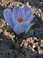 extraordinarily beautiful Colchicum Blue Flower