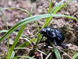 Macro photo of Beetle Black Dung
