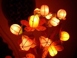 Lantern flowers