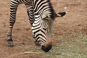 Zebra in Zoo Africa