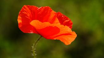 magnificent Poppy Flower