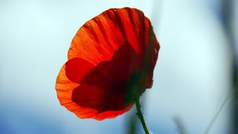 closeup photo of wonderful Red Poppy
