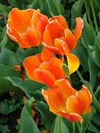 magnificent Tulips Orange