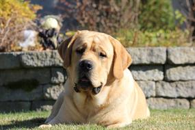 Labrador Male dog at garden