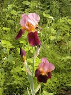 Iris German In The Early