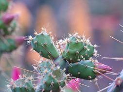 ravishing Flower Cactus green