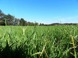 Herb Green field