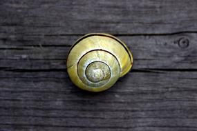 Snail Garden Shell