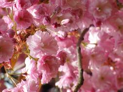 Close-up of the beautiful, blossoming, pink, white and purple cherry tree