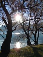 Tree at Sun Backlighting landscape