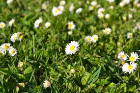 goodly Flowers Summer
