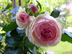 fabulous Rose