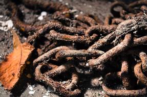 Close-up of the rusty, metal chain and colorful, dried leaf