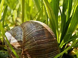 Macro photo of Conch Snail