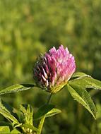 red Clover with Dewdrops