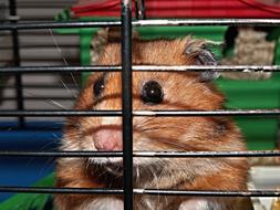 red Cheeky Hamster in Cage