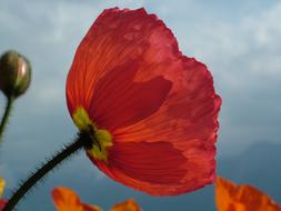 magnificent Iceland Poppy Papaver