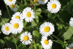 Close-up of the beautiful, white and yellow daisies with green leaves, in sunlight