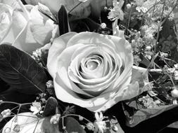 Black And white photo of impressively beautiful Rose