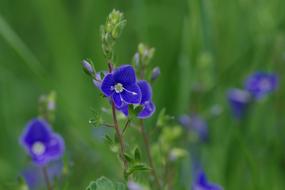 absolutely beautiful blue flowers