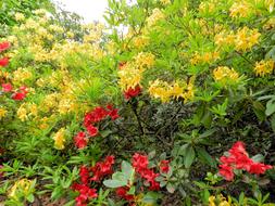 red Azalea Flowers