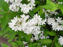 extraordinarily beautiful Bush White