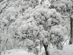 bush in the snow after a snowfall in winter