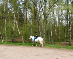 Person riding on the beautiful white horse, near the green trees